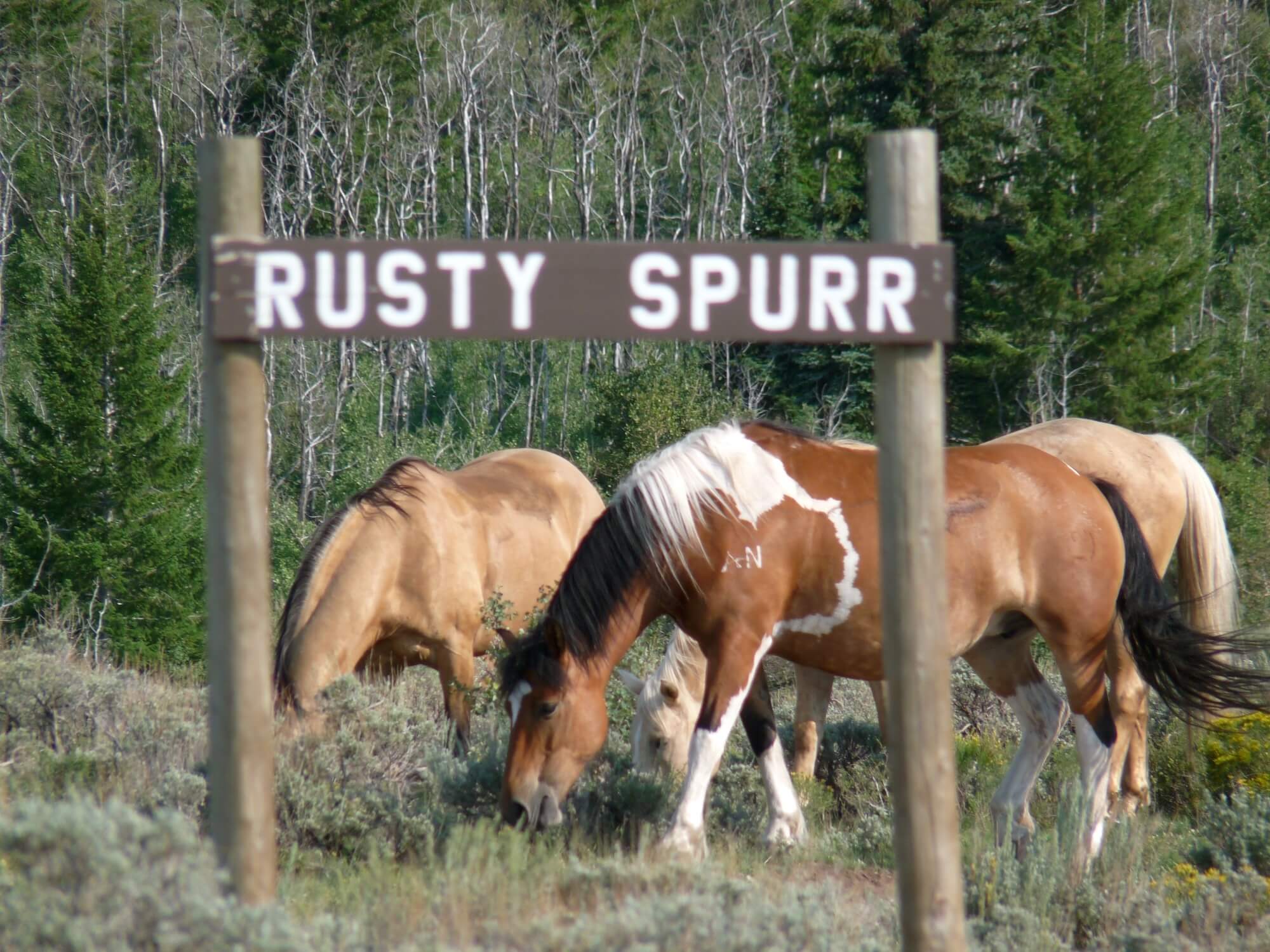 Family-Owned Horseback Riding with Rusty Spurr Ranch