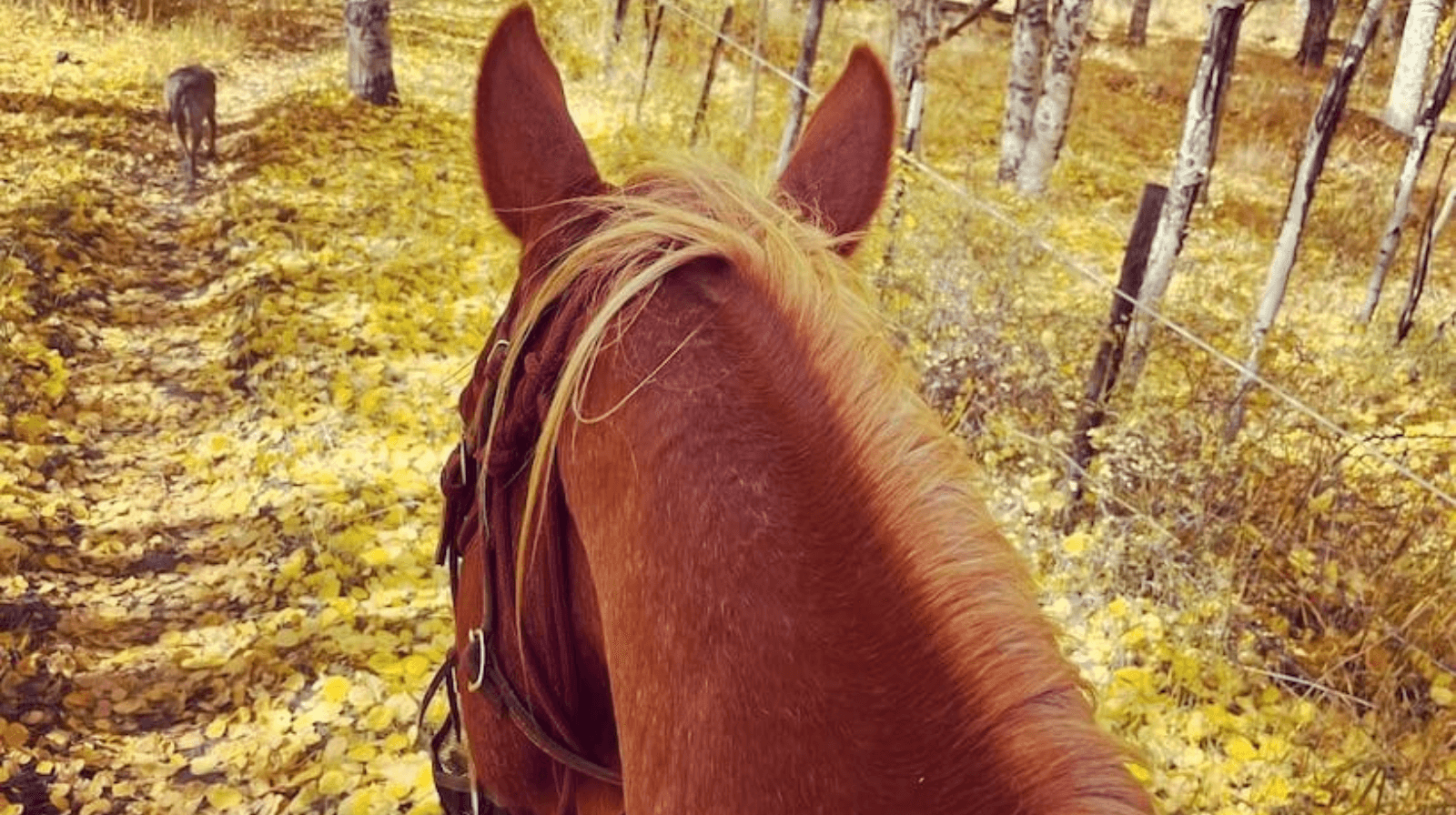 Discover Aspen Forest Trails