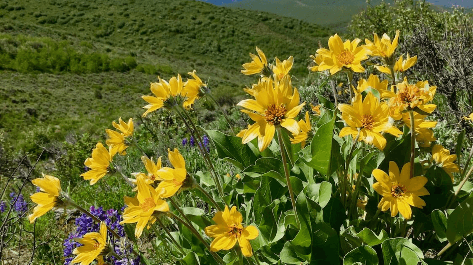Explore Colorado's wildflower majesty on horseback.