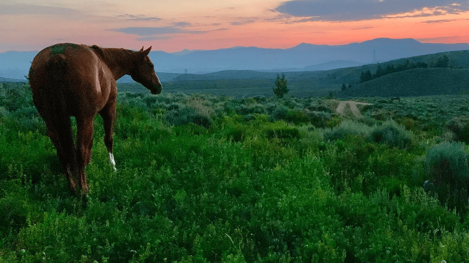 Experience Peace on Horseback