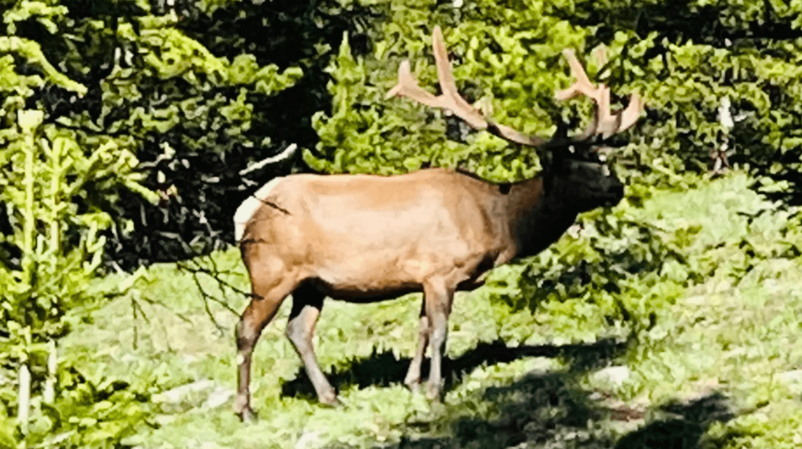 Horseback Wildlife Spotting Rides