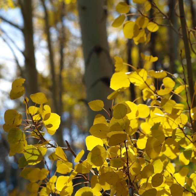 Golden aspen trees glowing in the sunlight along the trails at Rusty Spurr Ranch in Colorado.