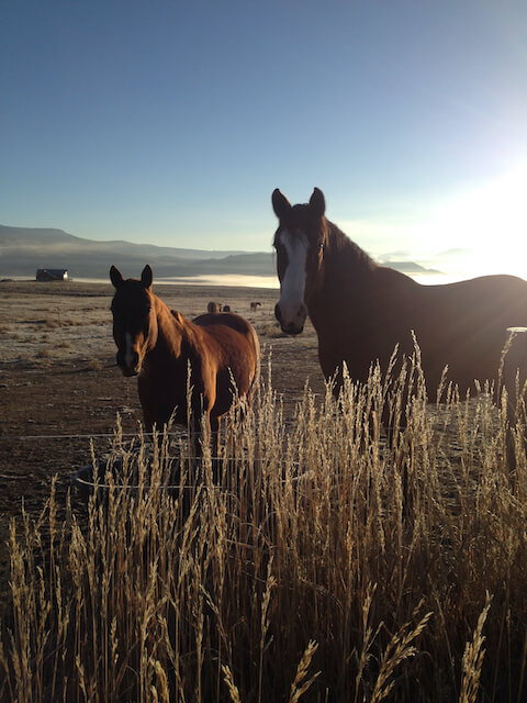 Cattle drive horses resting in the pasture after a ride at Rusty Spurr Ranch in Colorado.