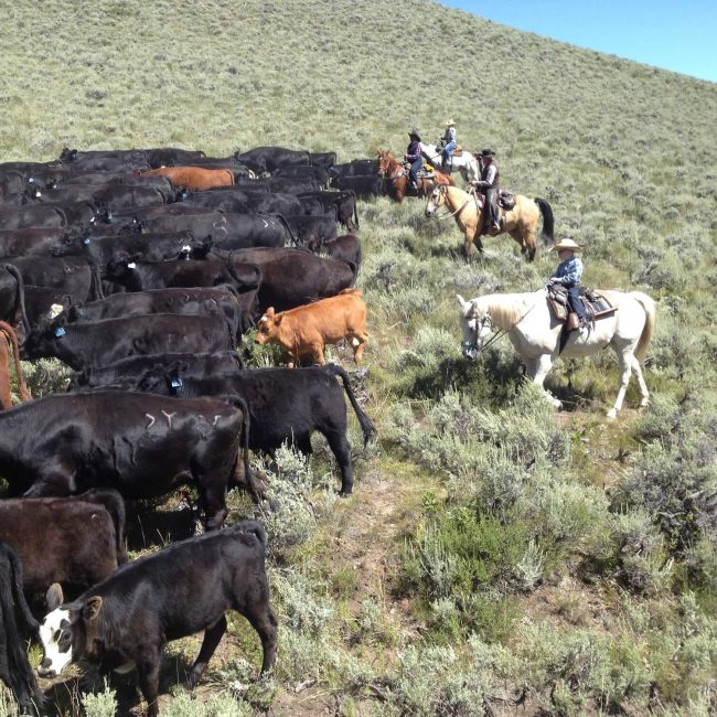 Cowboy guide leading a horseback riding group through the Colorado mountains at Rusty Spurr Ranch.