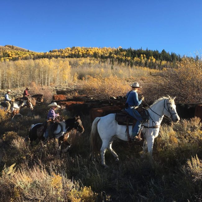 Family on horseback taking part in a fun and adventurous cattle drive across the Colorado range at Rusty Spurr Ranch.