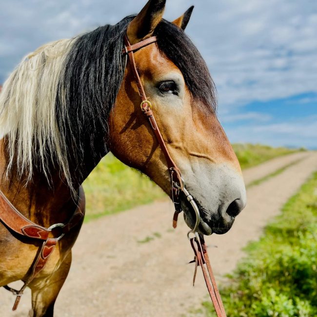 Beautiful saddled horse ready for a scenic trail ride at Rusty Spurr Ranch in Colorado.