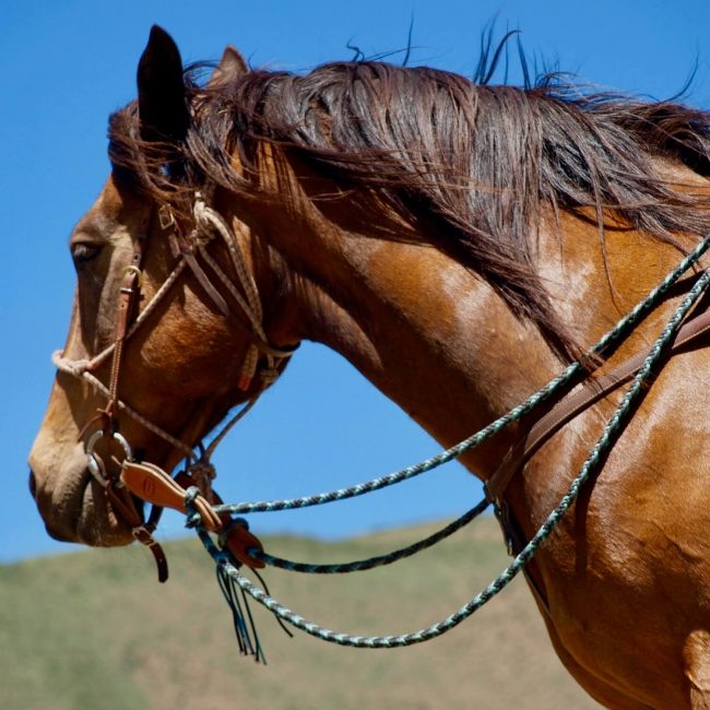 Beginner-friendly horse standing calmly in the corral ready for a guided ride at Rusty Spurr Ranch in Colorado.