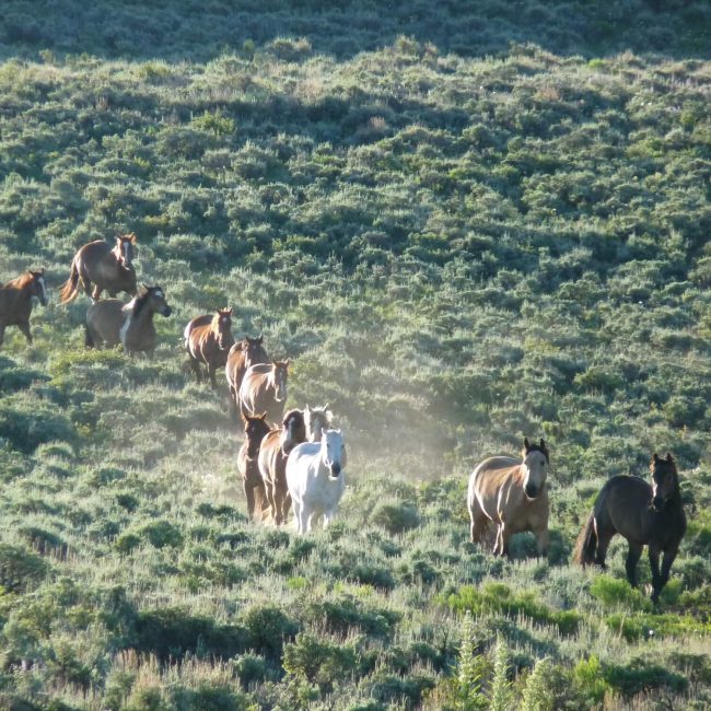 Horse standing on a scenic hillside overlooking the Colorado mountains at Rusty Spurr Ranch.