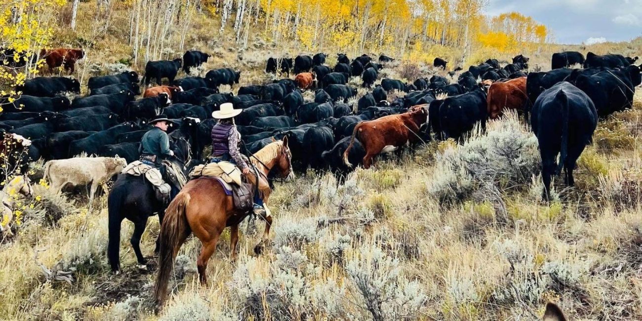 Cattle Drives in Colorado