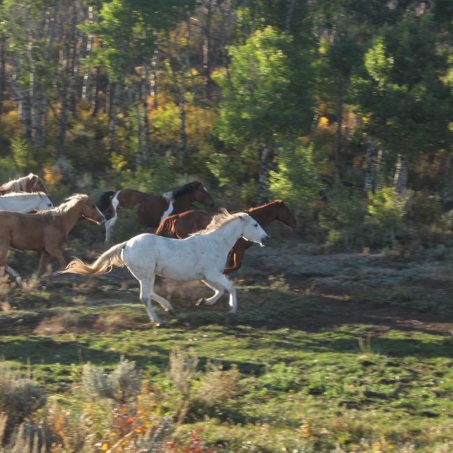 Horses running freely through the open wilderness with mountain views at Rusty Spurr Ranch in Colorado.