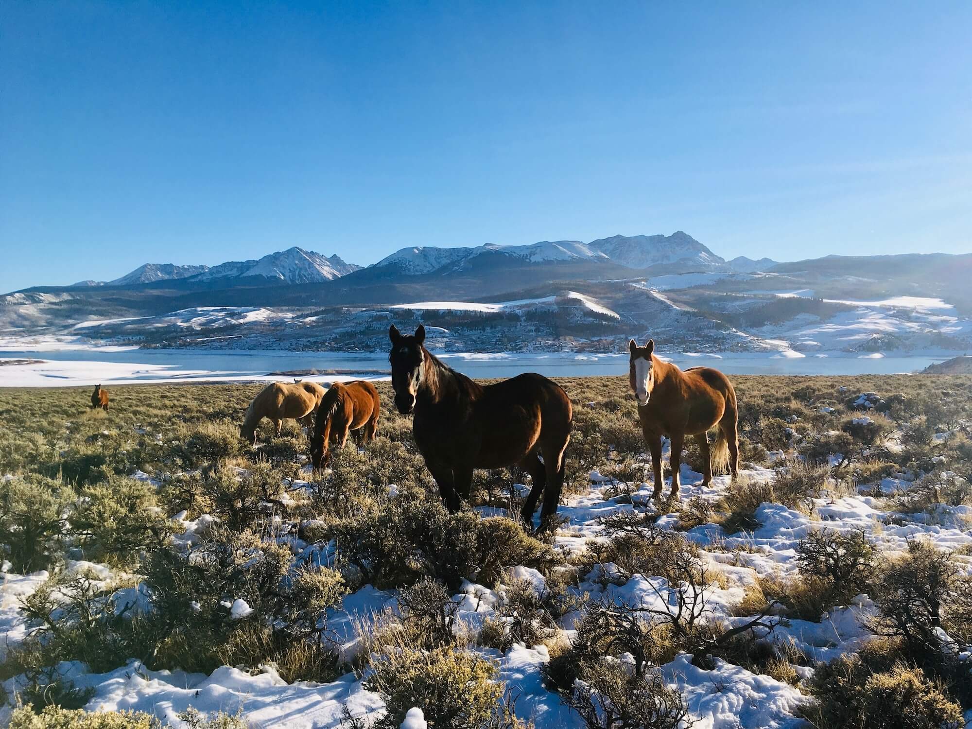 Horses grazing on a scenic mountain meadow with panoramic Colorado views at Rusty Spurr Ranch.