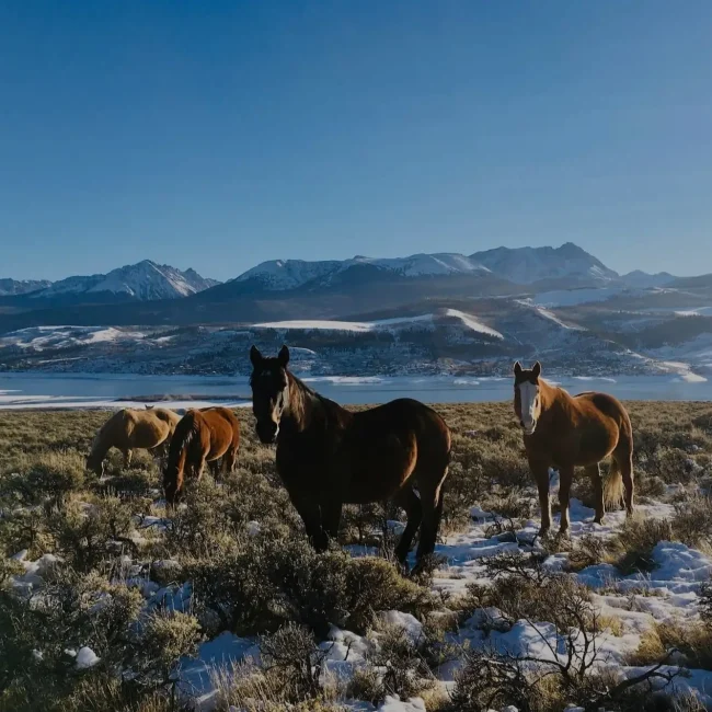 Grazing trail horses waiting at sunrise at Rusty Spurr Ranch near Kremmling, Colorado ready for some quality horseback riding into Colorado’s pristine backcountry.