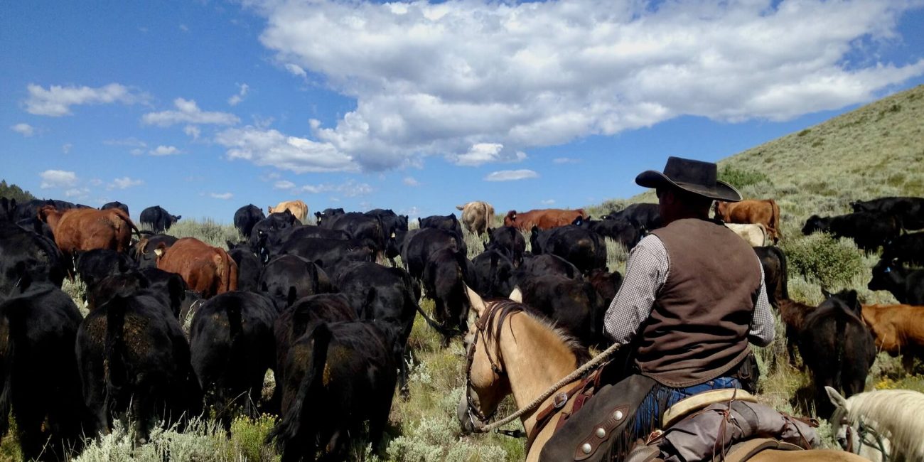 Guests enjoying a summer horseback riding adventure across open pastures at Rusty Spurr Ranch in Colorado.