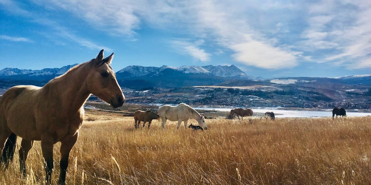 Horses standing on a hill overlooking the expansive Colorado mountain range at Rusty Spurr Ranch.