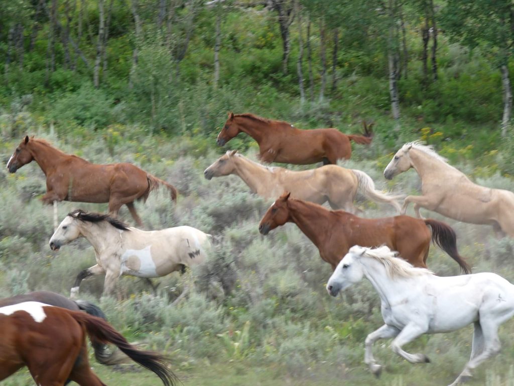 Horses running freely across rugged wild terrain with Colorado mountains in the background at Rusty Spurr Ranch.