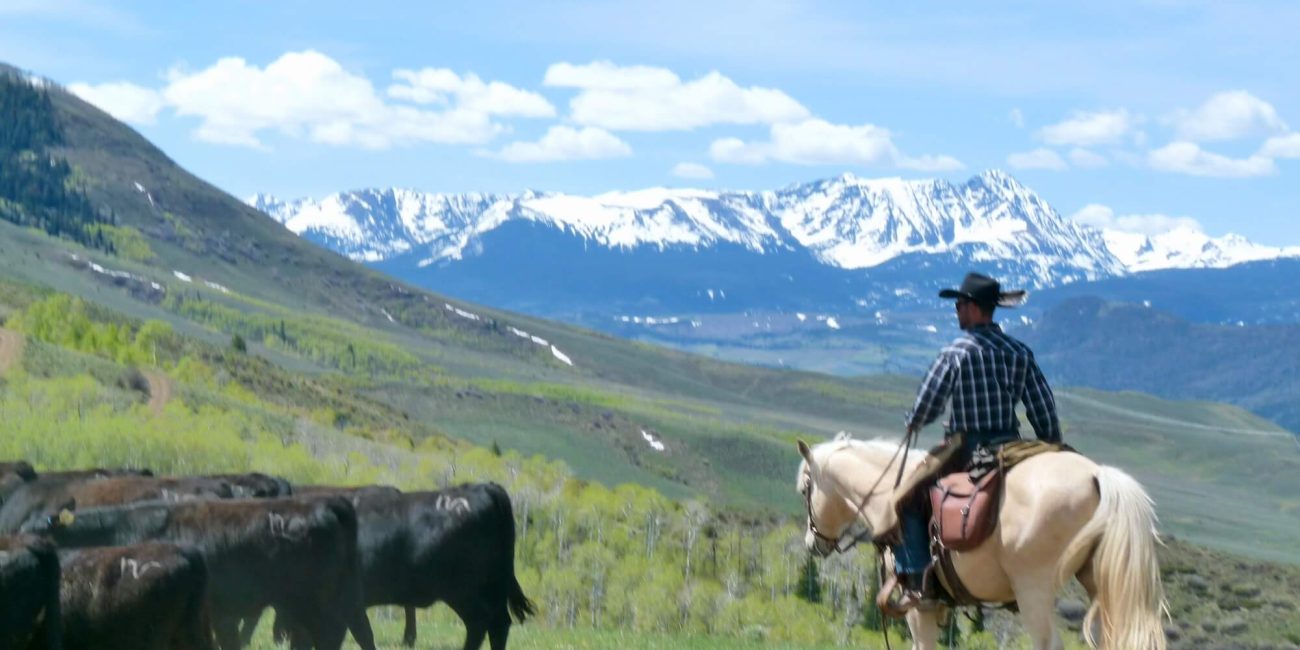 Beginner riders learning to guide cattle on a relaxed, family-friendly cattle drive tour at Rusty Spurr Ranch in Colorado.