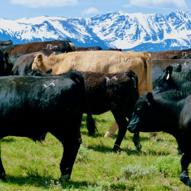 Riders experiencing a classic western cattle drive with cowboys and horses at Rusty Spurr Ranch in Colorado.
