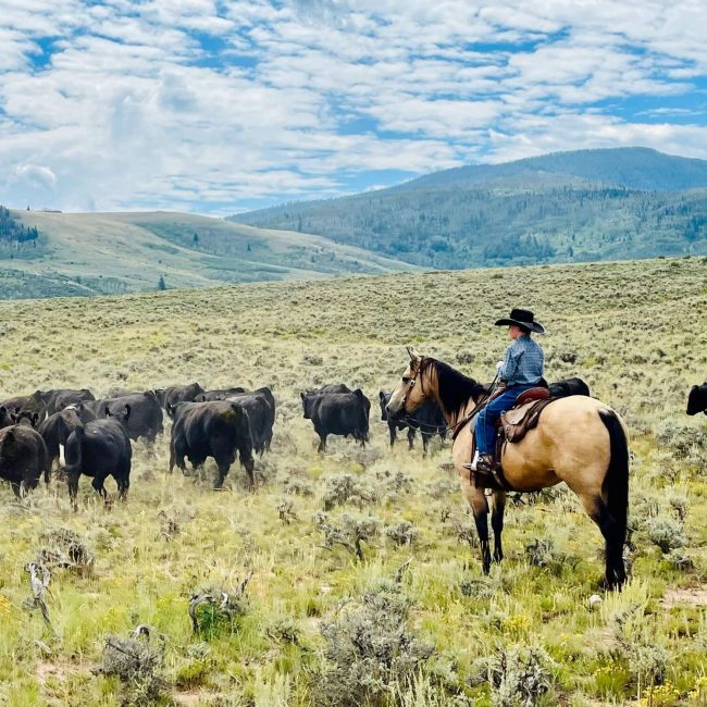 authentic colorado cattle drives