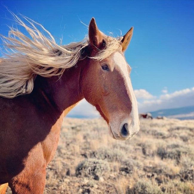 beautiful horse at rusty spurr ranch in kremmling co
