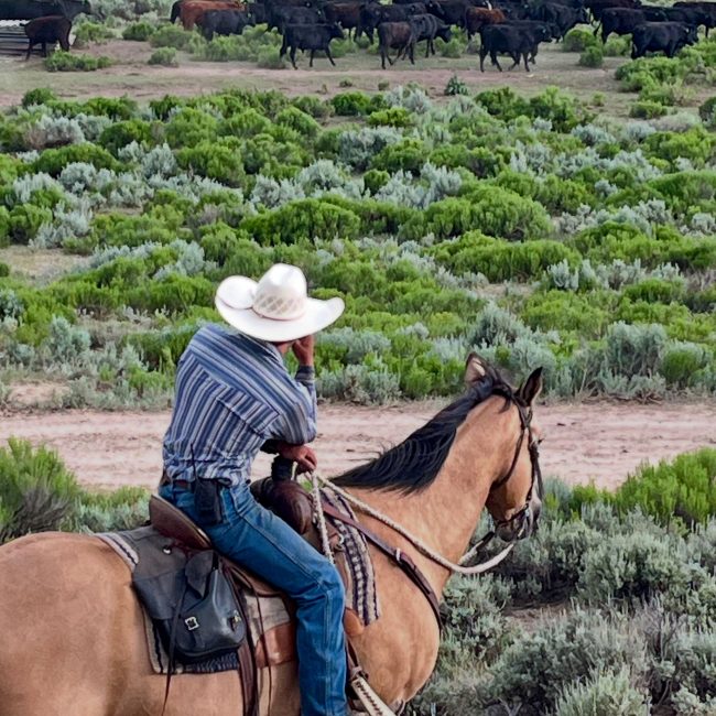 colorado bachelor party horseback riding trips