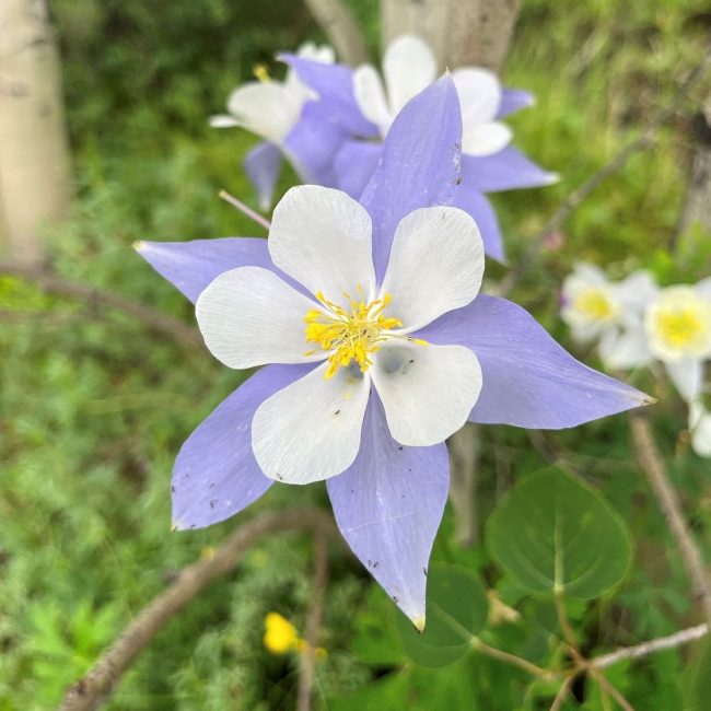 colorado columbine flower at rusty spurr ranch