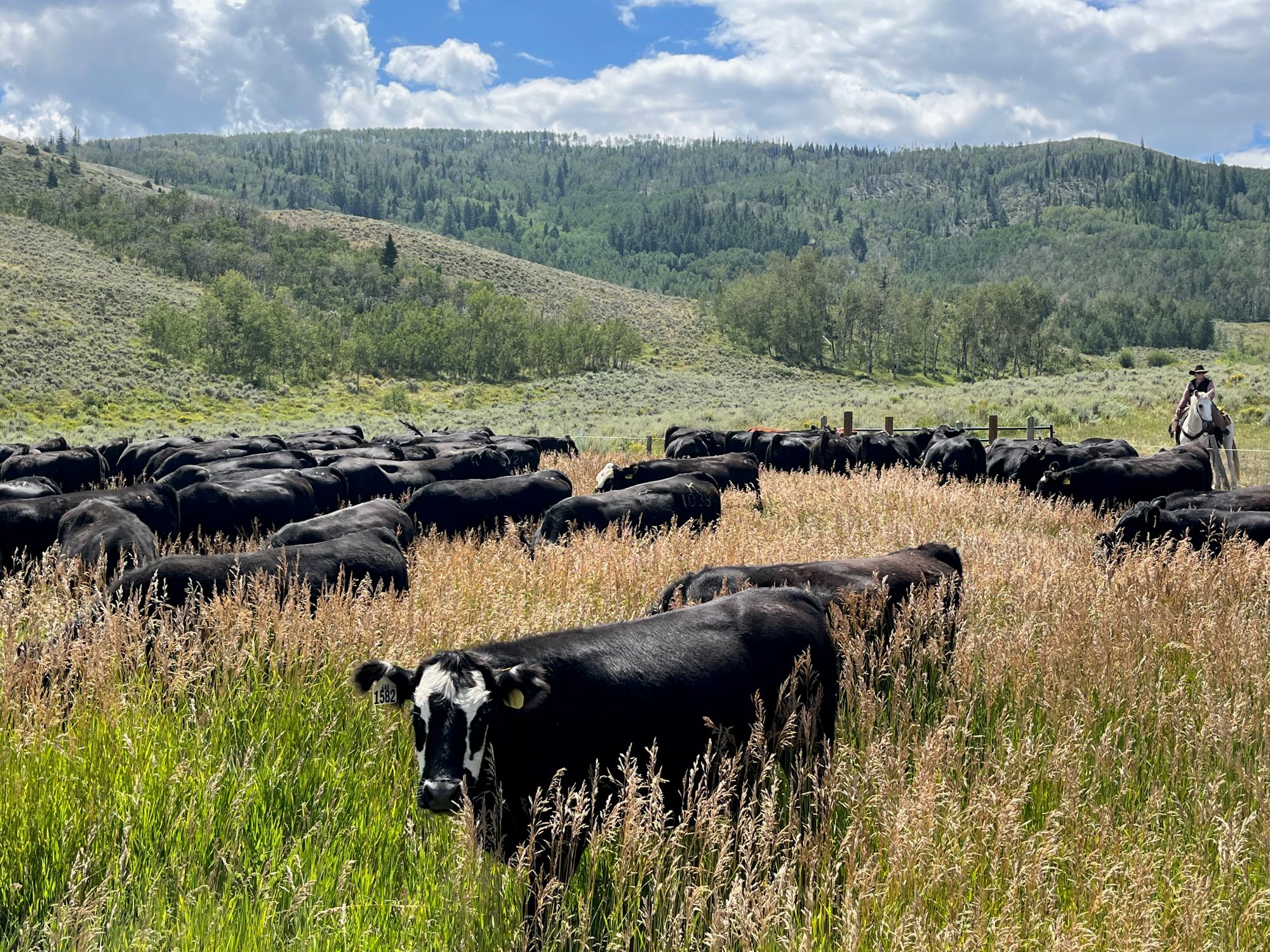 horseback trail rides near frisco colorado