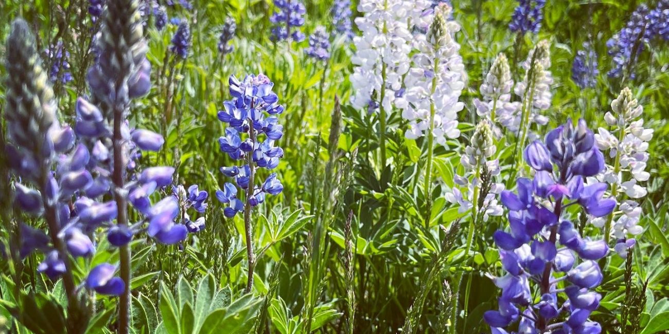 lupines