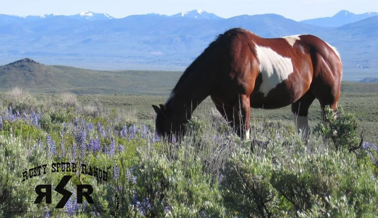 The beauty of Colorado's historic trails are expanded with wildflowers on a horseback ride.