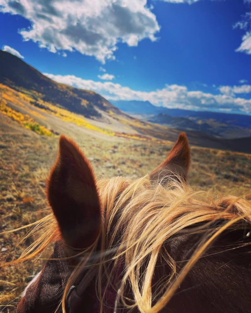 A close up of a horse on a windy day at Rusty Spurr Ranch