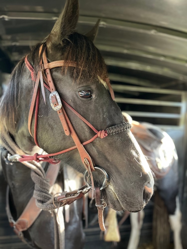 A horse wearing safe tack before a trail ride