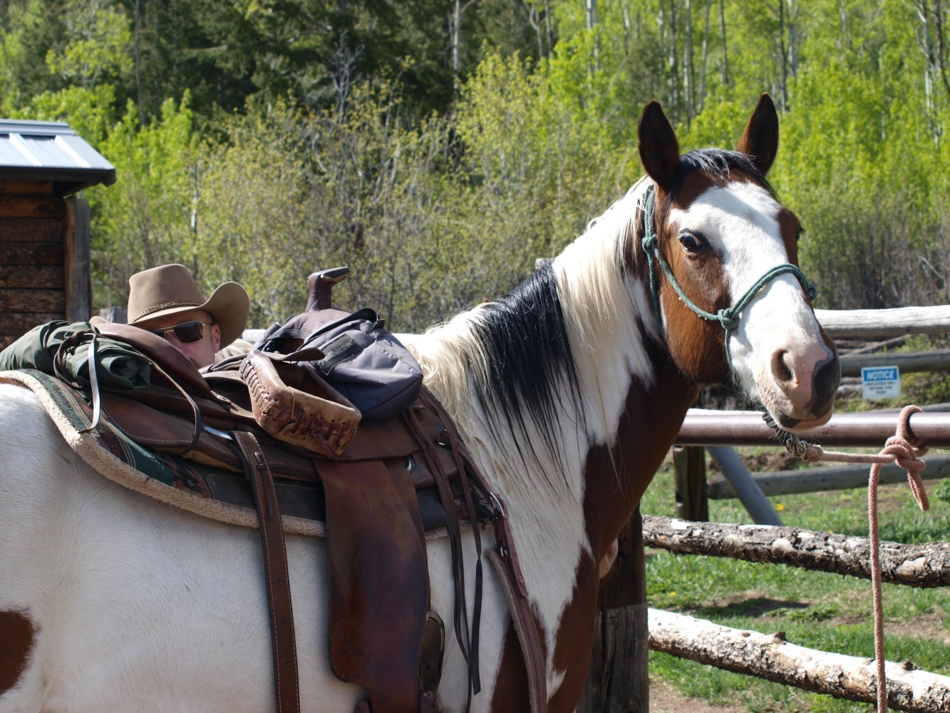 A horse getting a saddle safely put on before a trail ride